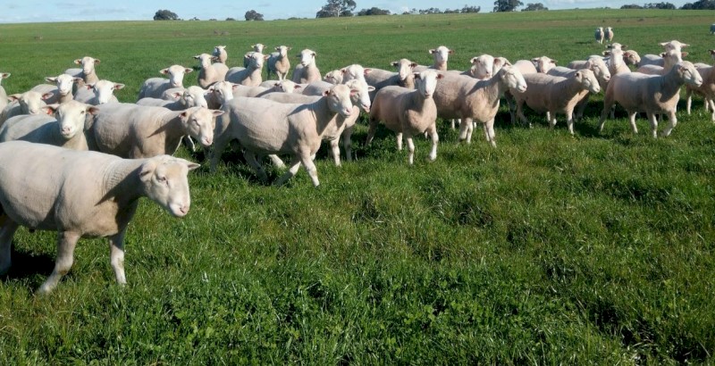 White Suffolk rams