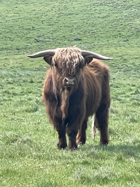 Scottish Highland Bull