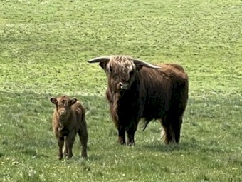 Scottish Highland Bull