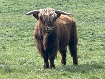 Scottish Highland Bull