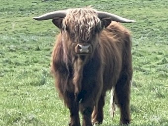 Scottish Highland Bull