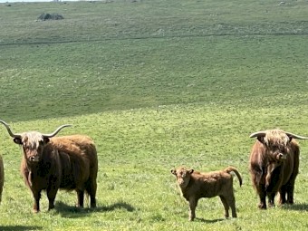 Scottish Highland Bull