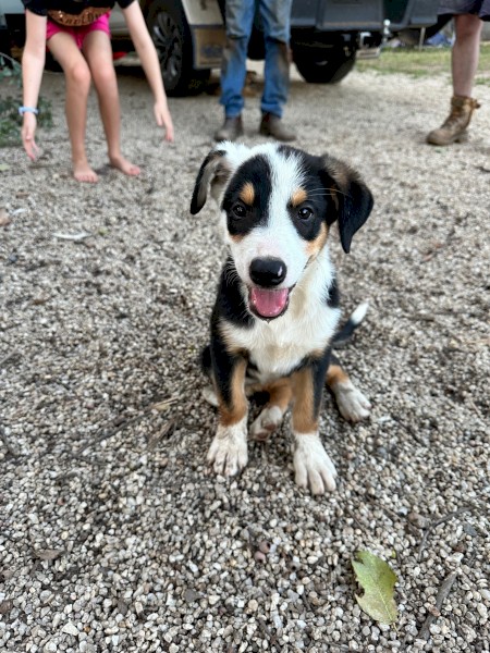 Border Collie X Puppies