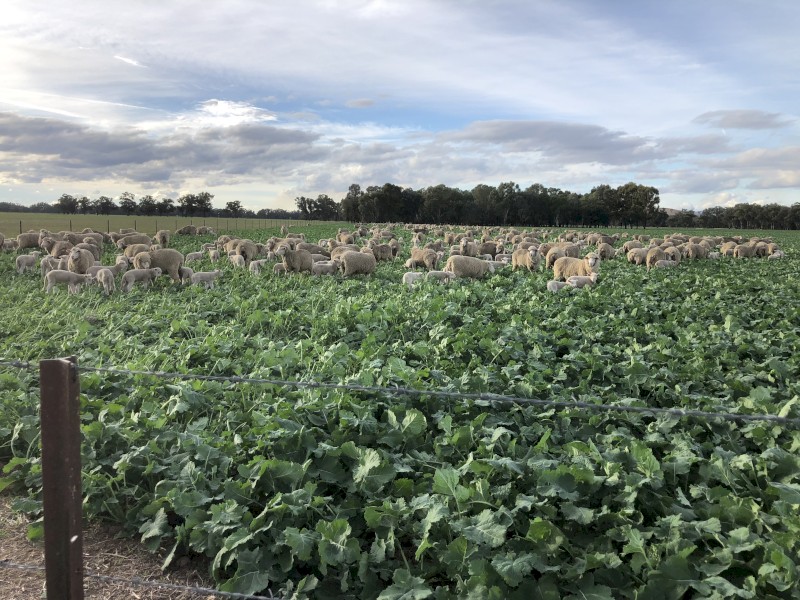 Grazing Canola Seed