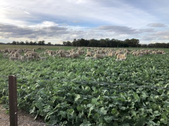 Grazing Canola Seed