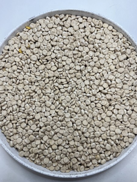 Albus Lupins 