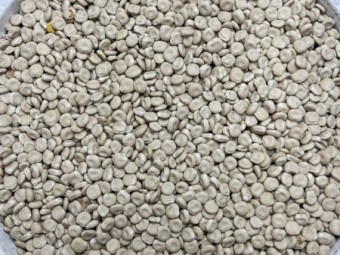 Albus Lupins 