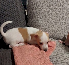 Jack Russell  pups 9 weeks old