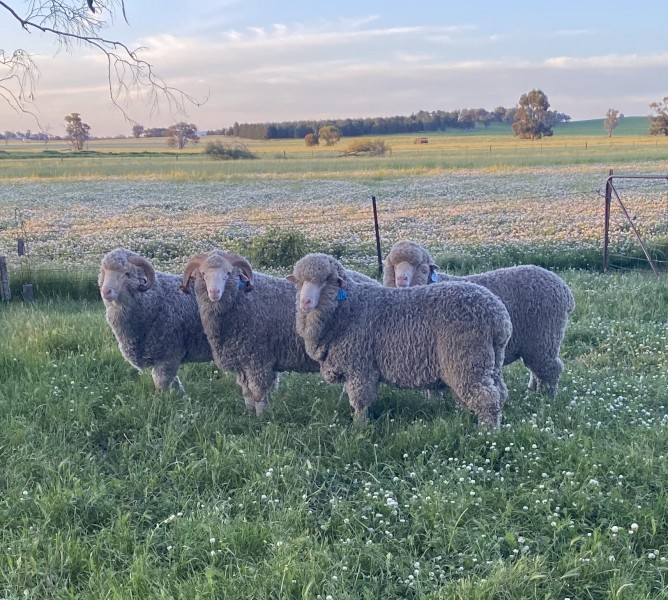 WANTED Merino Ewes