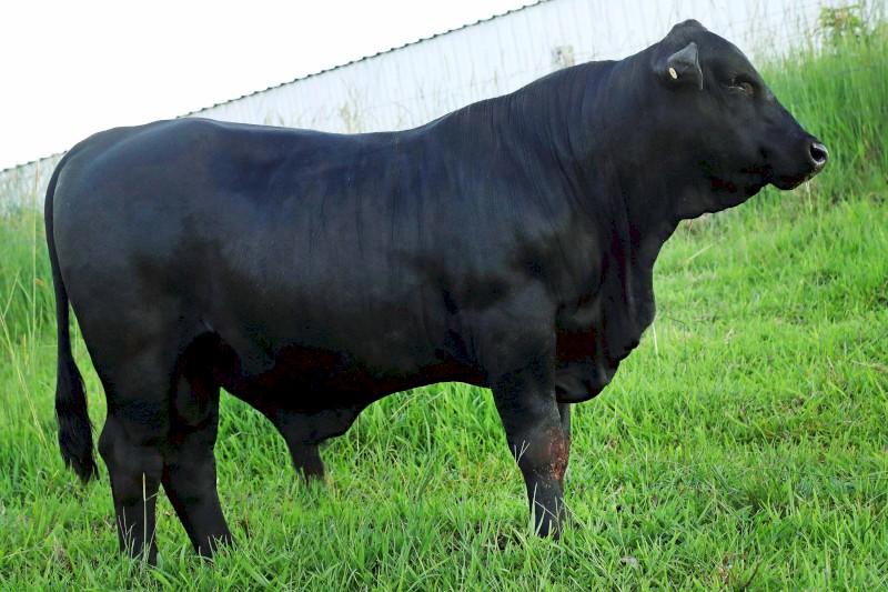 Brangus Bull