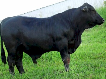 Brangus Bull