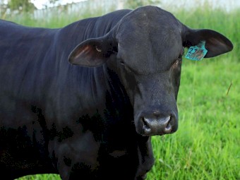 Brangus Bull