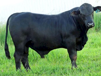 Brangus Bull