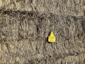 200mt Rye Clover Hay 530kg 8x4x3 Bales