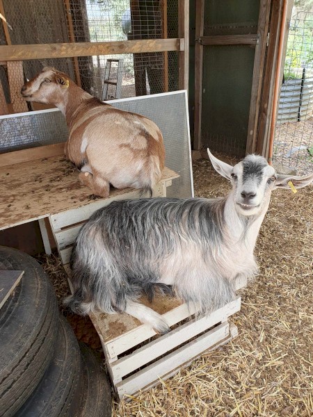 Miniature Pet Wether Goats
