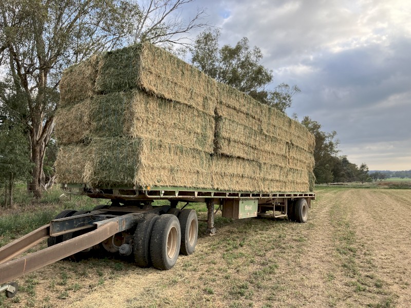 Lucerne Hay
