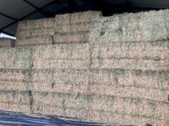 Lucerne Hay