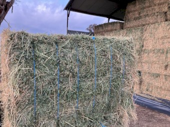 Lucerne Hay