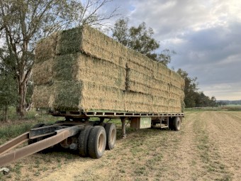 Lucerne Hay