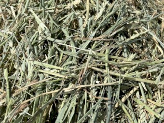 2023 Awnless Wheaten Hay