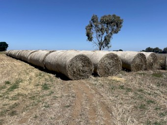 2023 Awnless Wheaten Hay