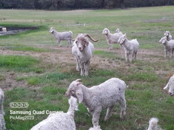 Mohair Goats (Angora) 