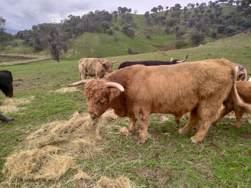 Bulls for sale