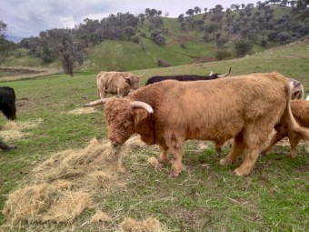 Bulls for sale