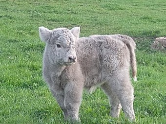 Bulls for sale