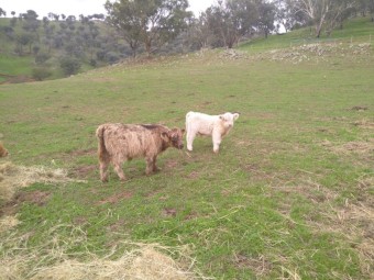 Bulls for sale