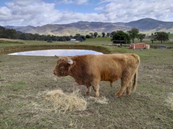 Bulls for sale