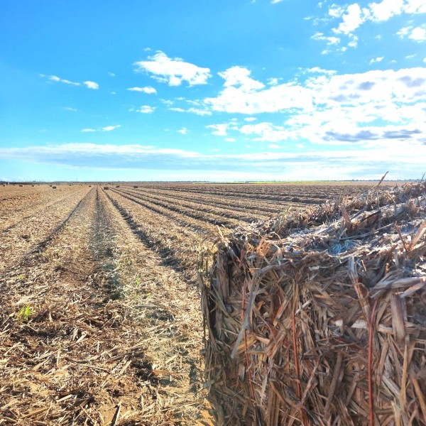 Sugar cane tops 