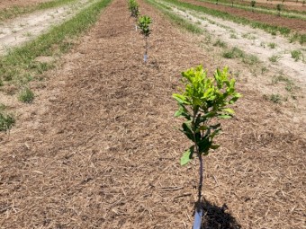 Sugar cane tops 