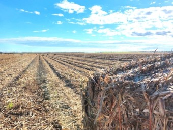 Sugar cane tops 