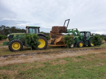 Sugar cane tops 