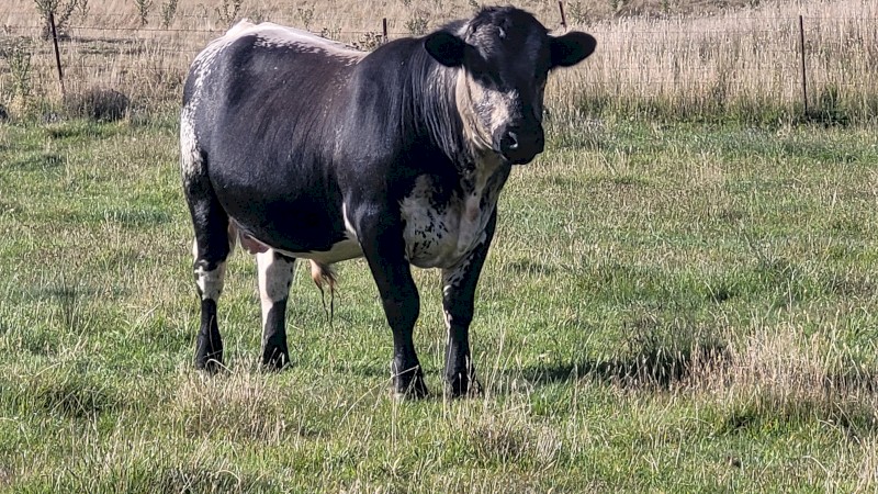 Speckle Park Bull 