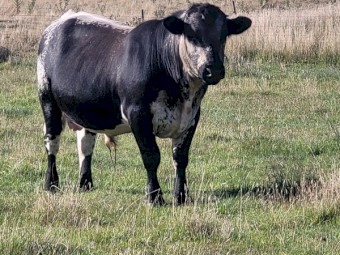 Speckle Park Bull 
