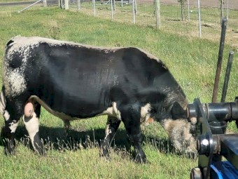Speckle Park Bull 