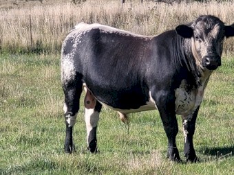 Speckle Park Bull 