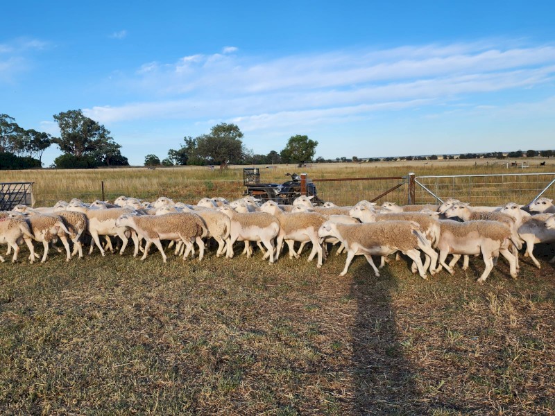Australian White Flock Rams