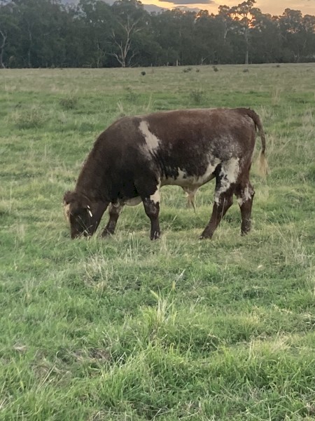 Shorthorn Bulls