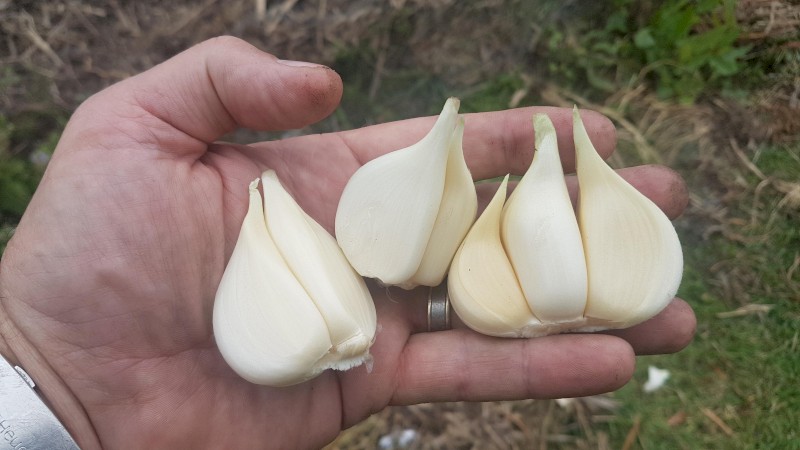 Garlic
