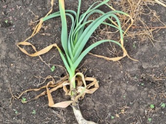 Garlic