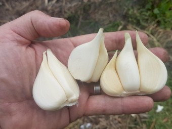 Garlic