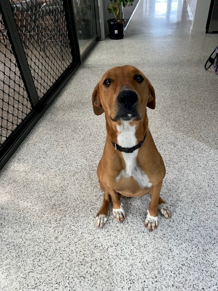 Fox hound cross