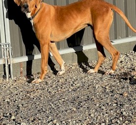 Fox hound cross