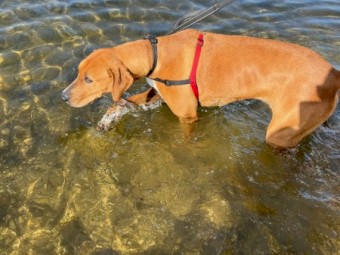 Fox hound cross