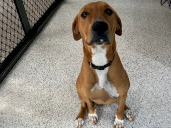 Fox hound cross