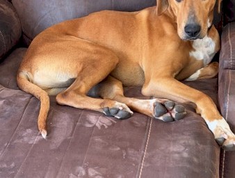 Fox hound cross