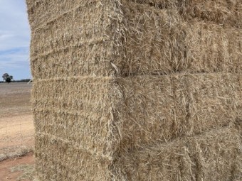 400t Wheat Straw 8x4x3 bales